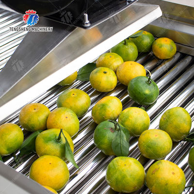 Customization Ozone Sterilization Fruit And Vegetable Processing Line Dry Detoxification